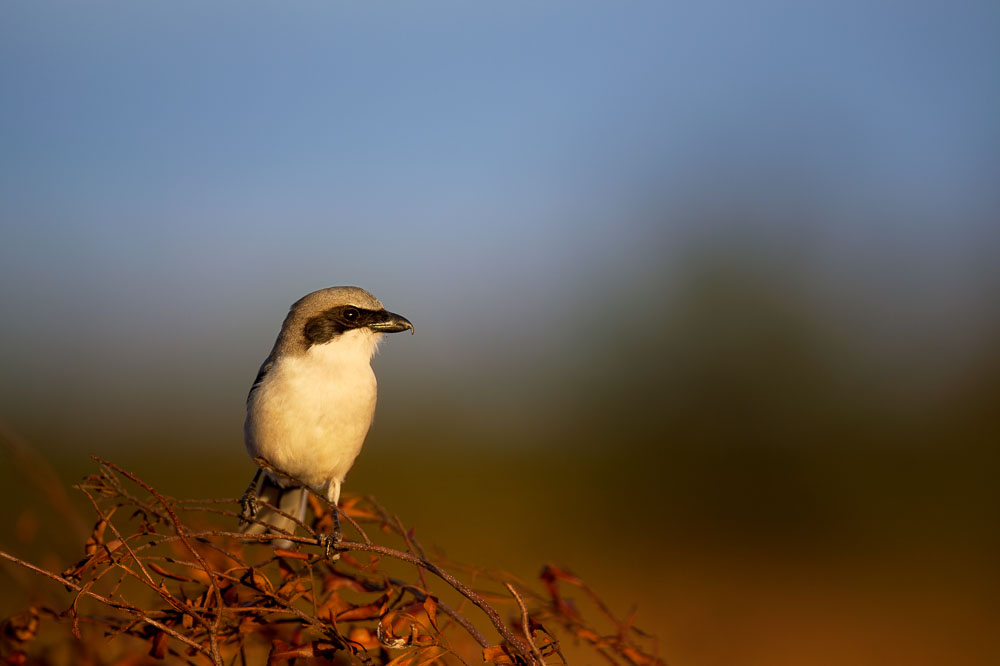 Ray Hennessy - Bird Photographer