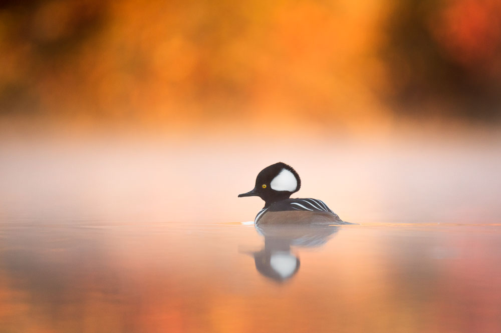 Ray Hennessy - Bird Photographer