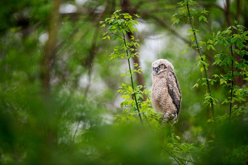 Ray Hennessy - Bird Photographer