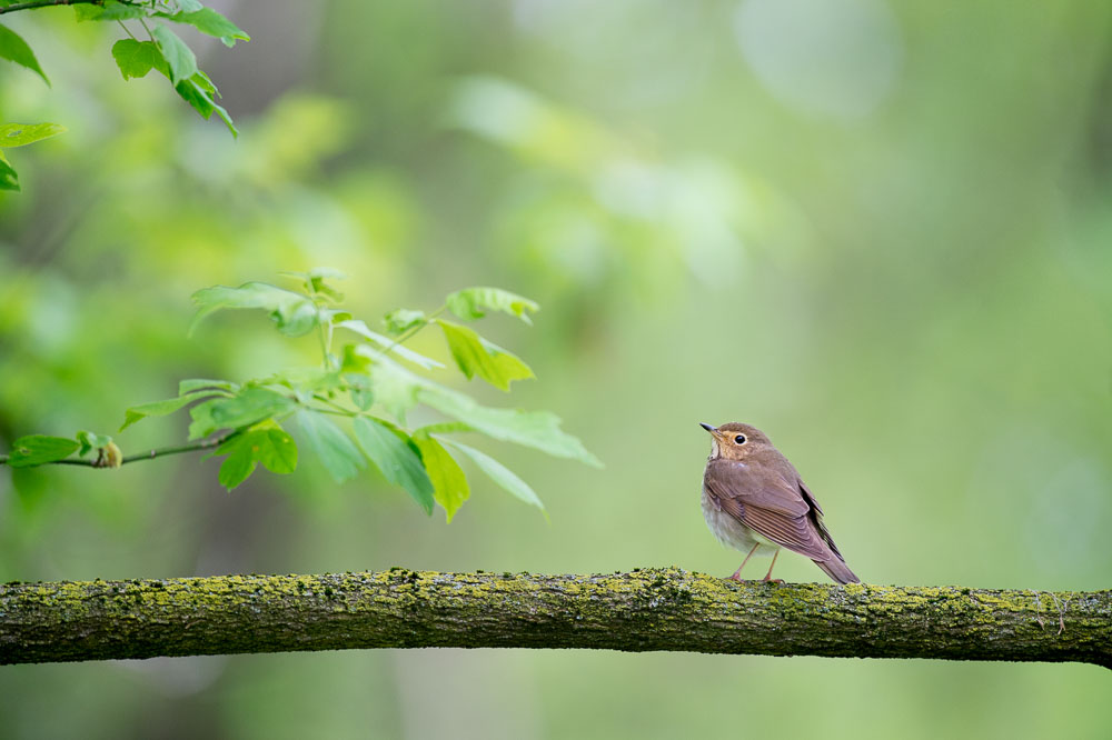 Ray Hennessy - Bird Photographer