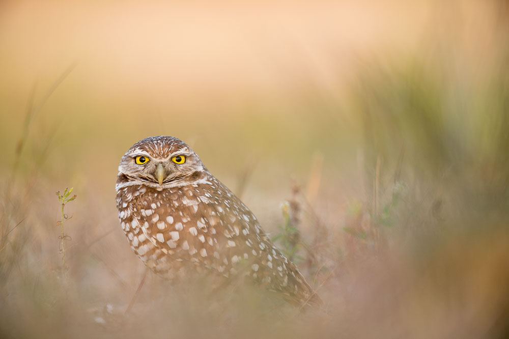 Ray Hennessy - Bird Photographer