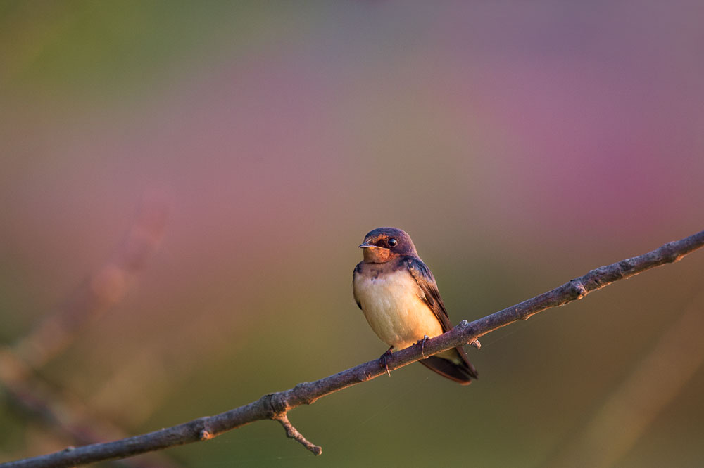 Ray Hennessy - Bird Photographer