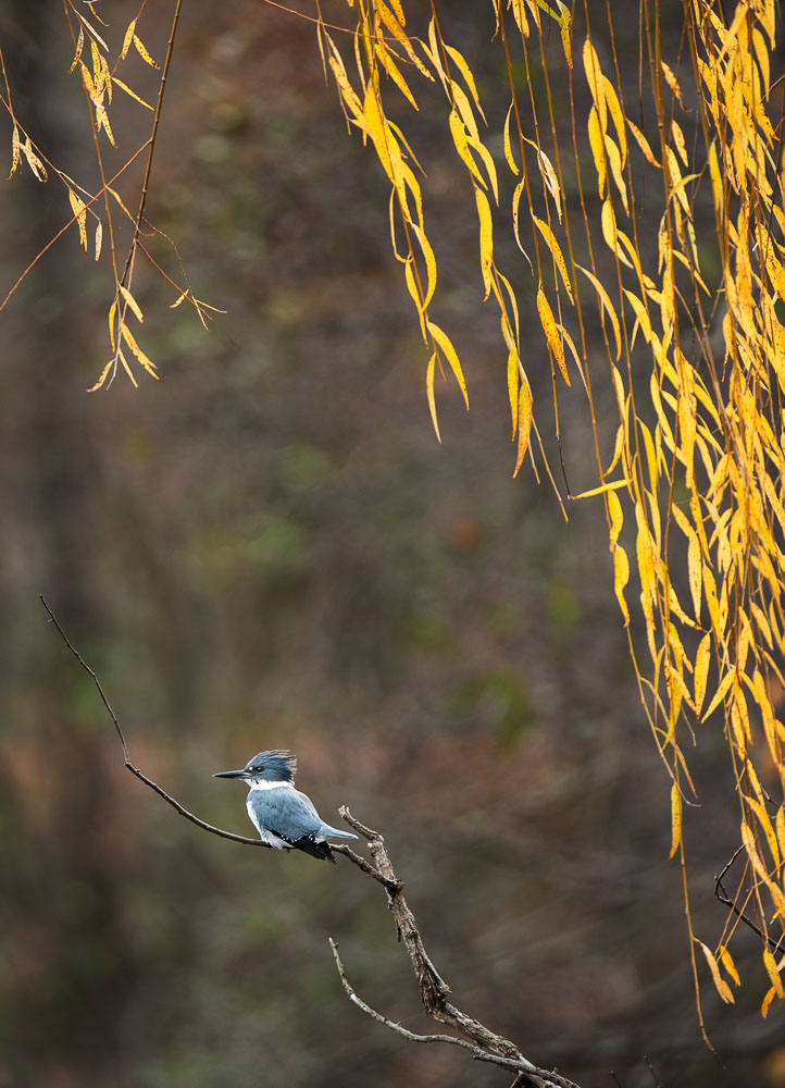 Ray Hennessy - Bird Photographer