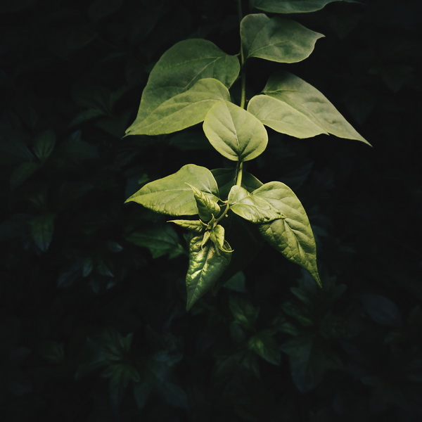 Leaves - Photography Series By Indian Photographer NS Hrishikesh