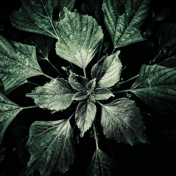 Leaves - Photography Series By Indian Photographer NS Hrishikesh