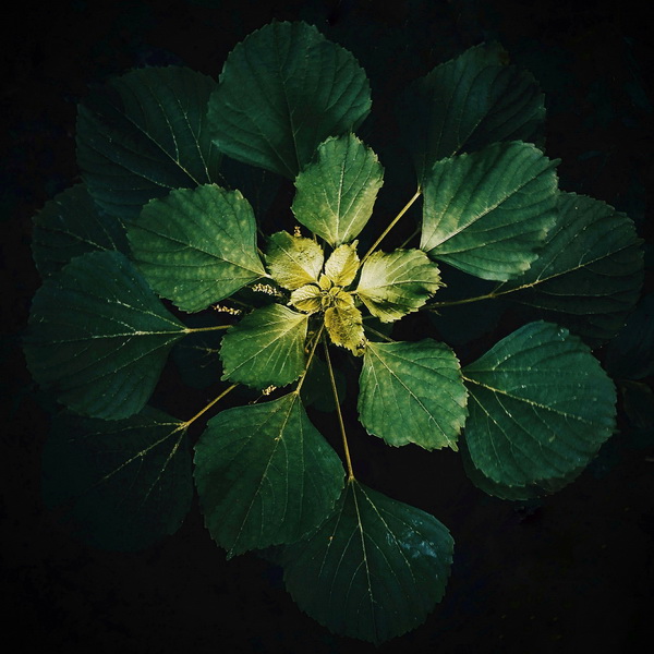 Leaves - Photography Series By Indian Photographer NS Hrishikesh