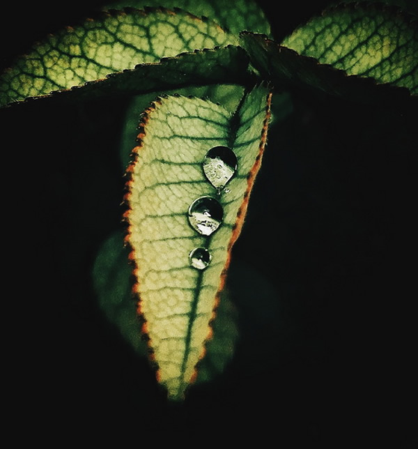 Leaves - Photography Series By Indian Photographer NS Hrishikesh