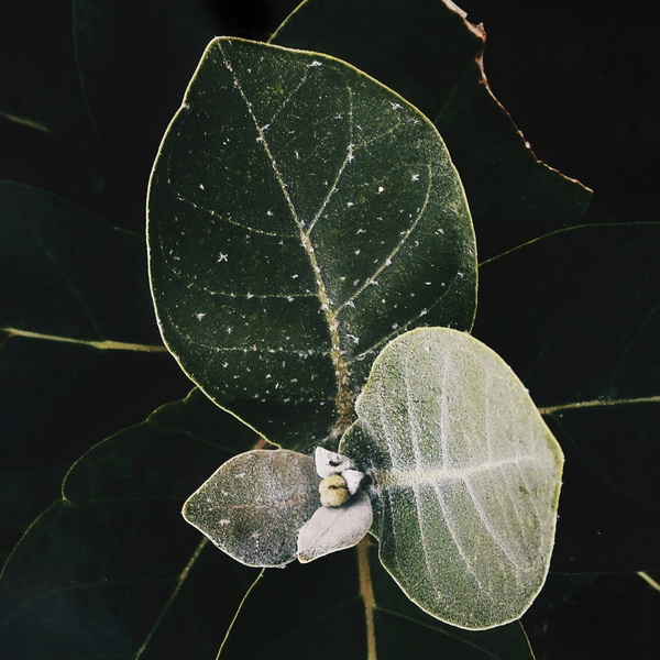 Leaves - Photography Series By Indian Photographer NS Hrishikesh