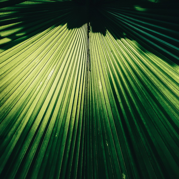 Leaves - Photography Series By Indian Photographer NS Hrishikesh