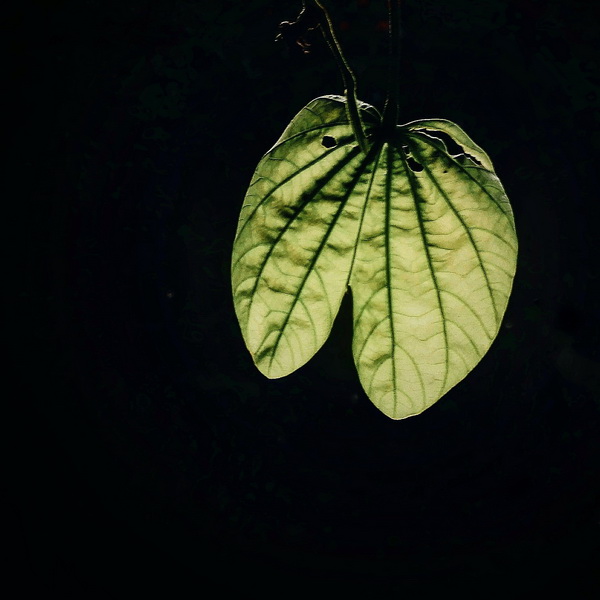 Leaves - Photography Series By Indian Photographer NS Hrishikesh