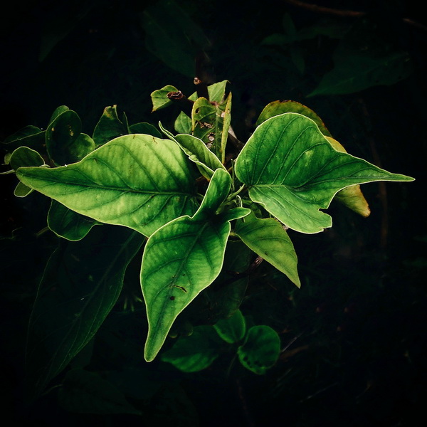 Leaves - Photography Series By Indian Photographer NS Hrishikesh