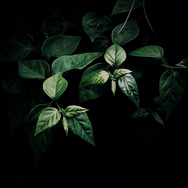 Leaves - Photography Series By Indian Photographer NS Hrishikesh