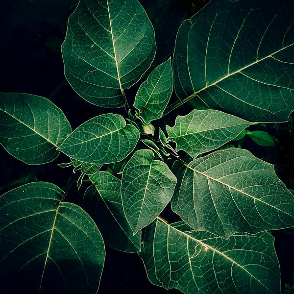 Leaves - Photography Series By Indian Photographer NS Hrishikesh