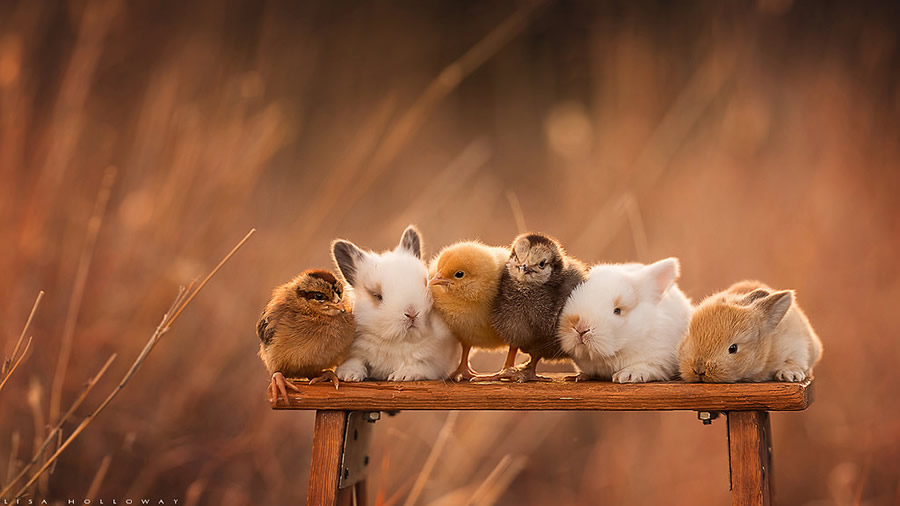 Spring Babies - Best Top Photos on 121 Clicks Flickr Group