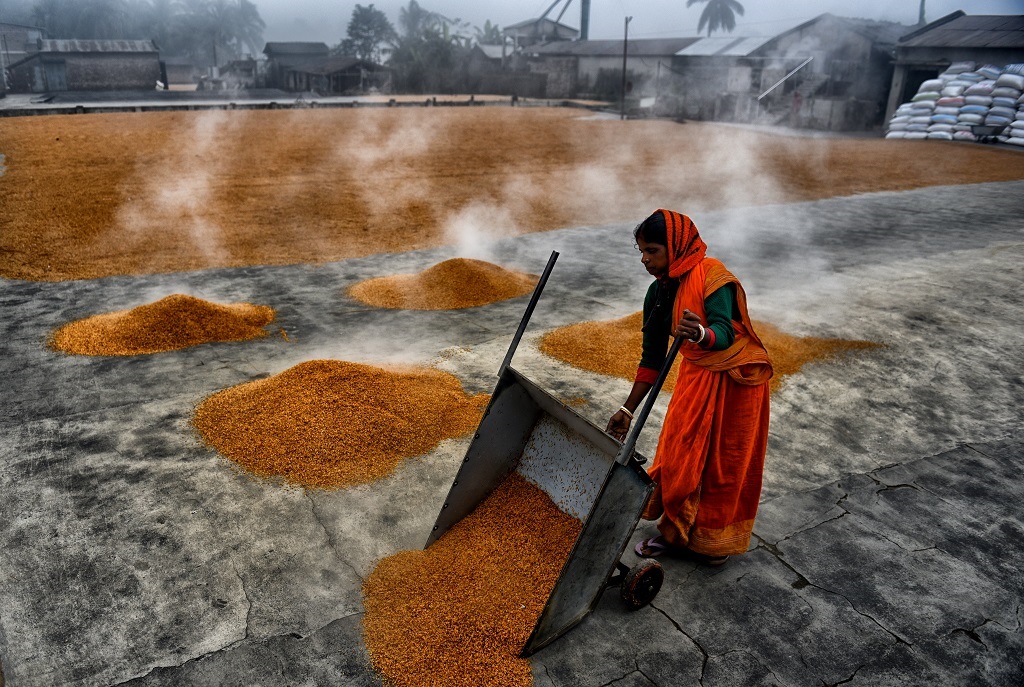 Manual Drying Process Of Rice Grain: Photo Series By Indian Photographer Avishek Das