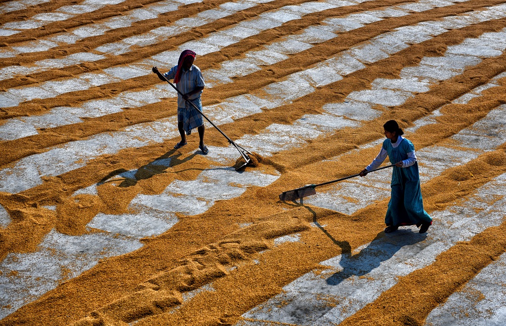 Manual Drying Process Of Rice Grain: Photo Series By Avishek Das