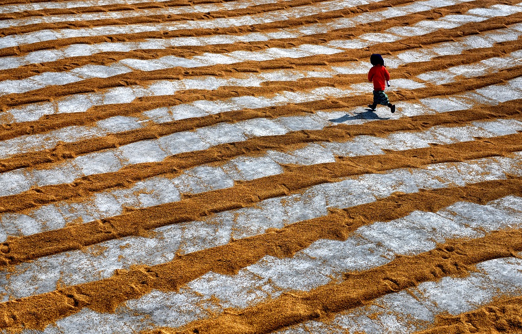 Manual Drying Process Of Rice Grain: Photo Series By Indian Photographer Avishek Das