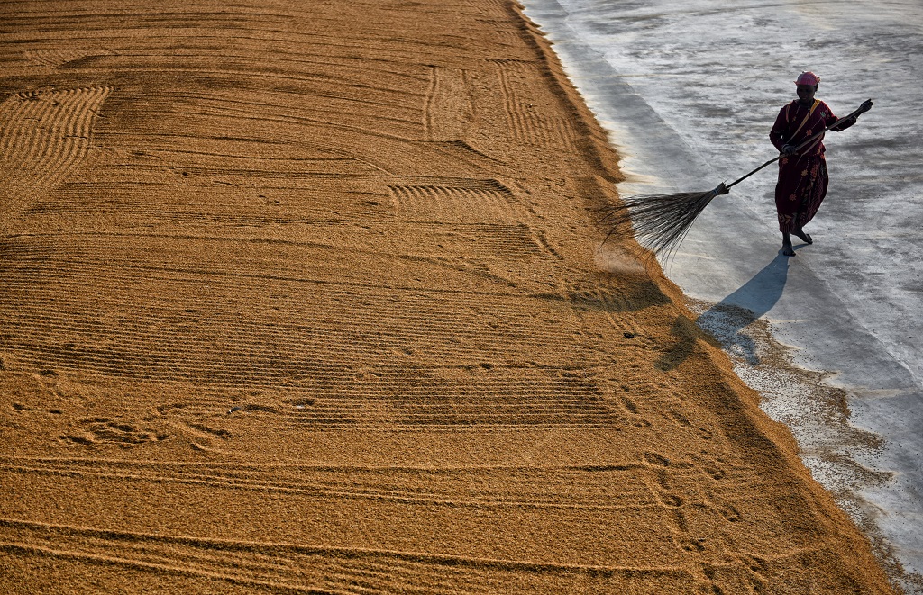 Manual Drying Process Of Rice Grain: Photo Series By Indian Photographer Avishek Das