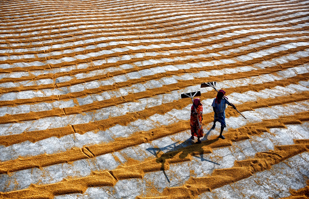 Manual Drying Process Of Rice Grain: Photo Series By Indian Photographer Avishek Das