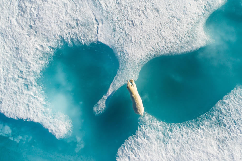 Grand Prize Winner - Above the polar bear by Florian Ledoux