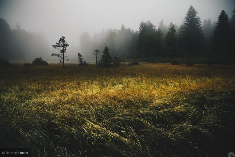 forest landscape photography