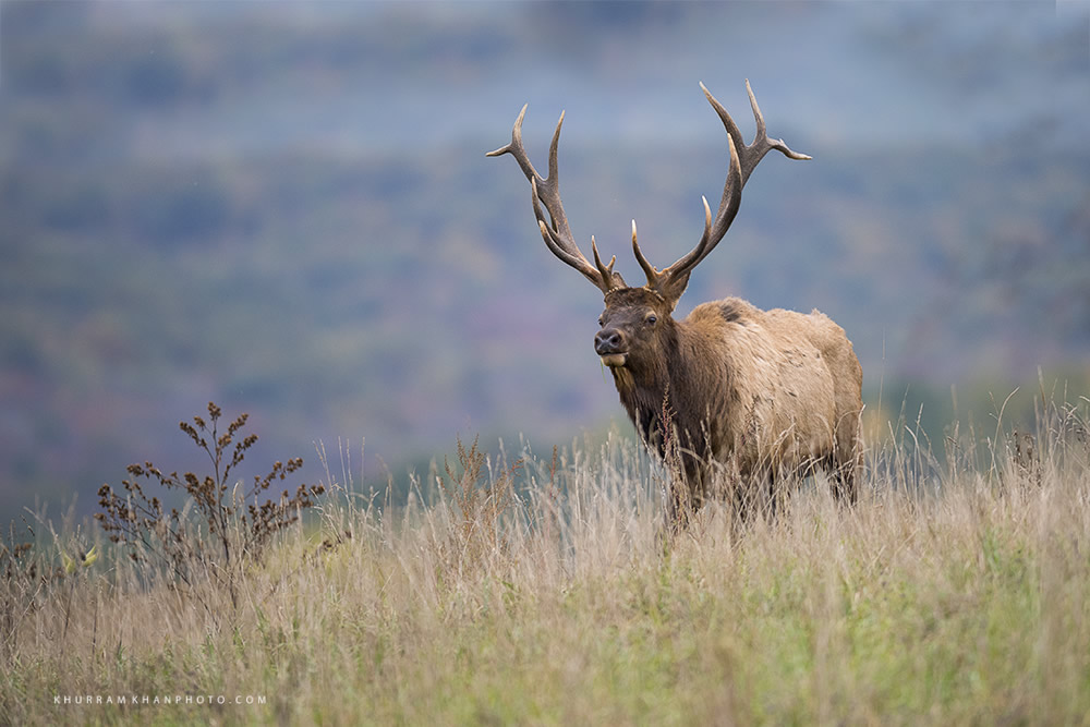 Interview With Nature Photographer Khurram Khan