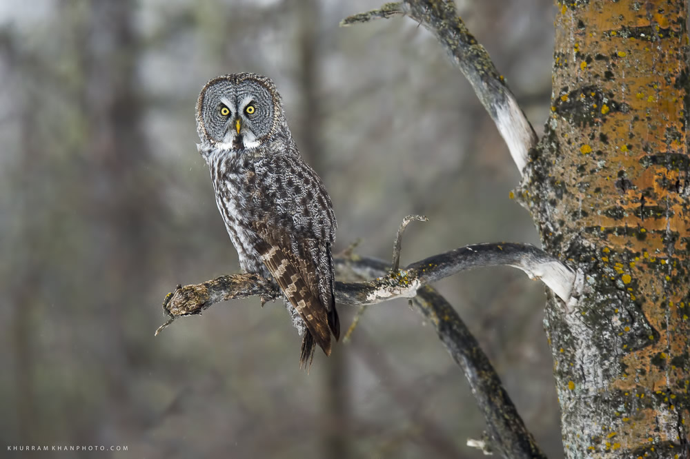 Interview With Nature Photographer Khurram Khan