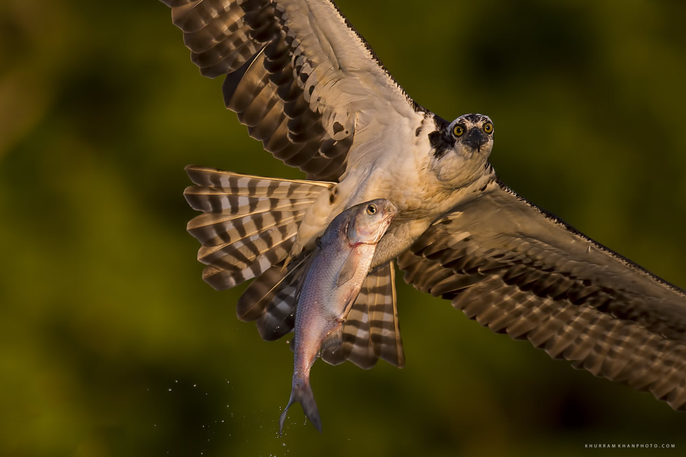 Interview With Nature Photographer Khurram Khan