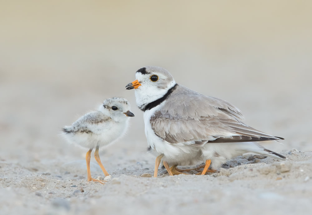 Interview With Canadian Nature Photographer Missy Mandel