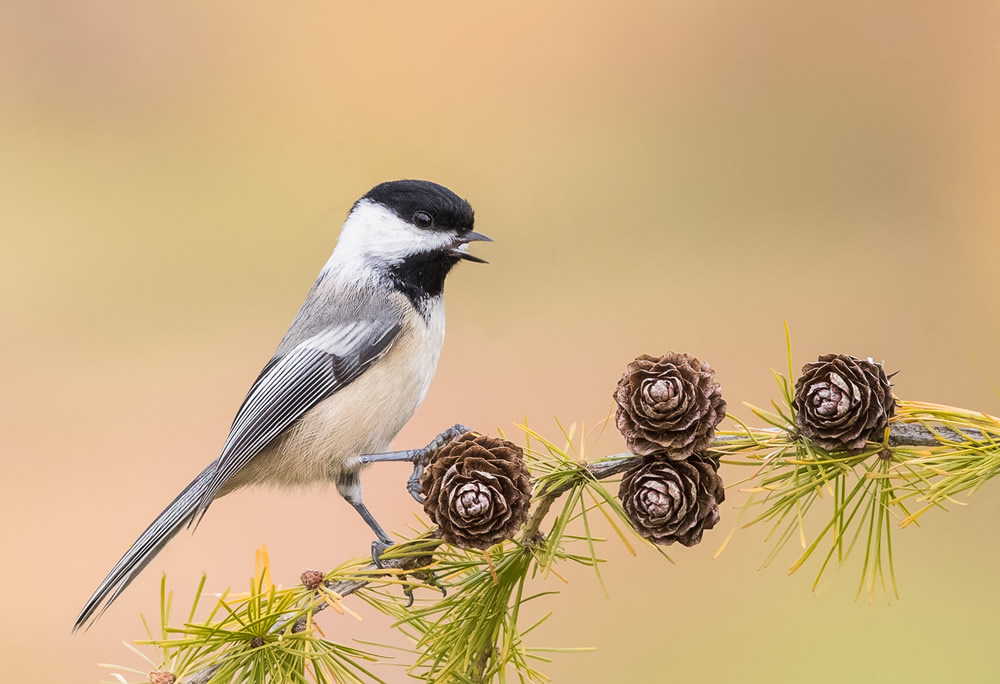 Interview With Canadian Nature Photographer Missy Mandel