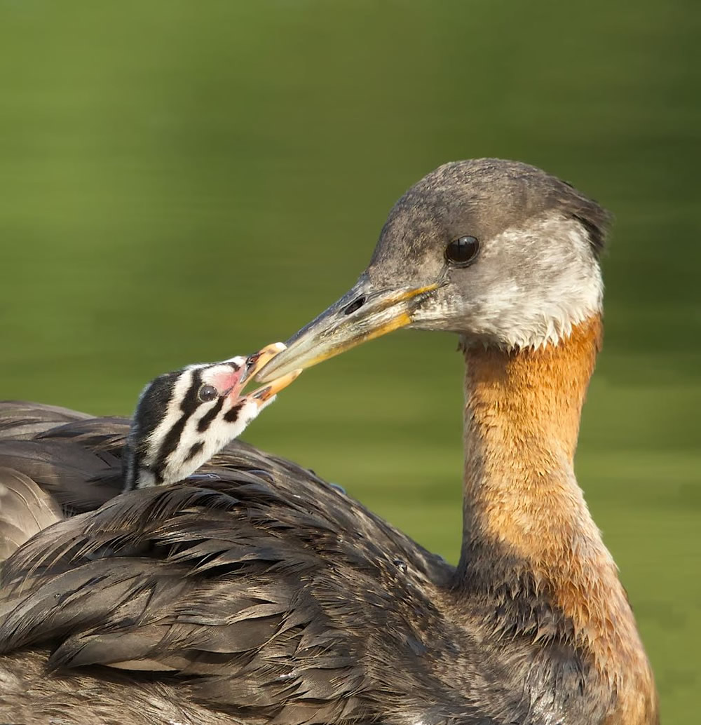 Interview With Canadian Nature Photographer Missy Mandel