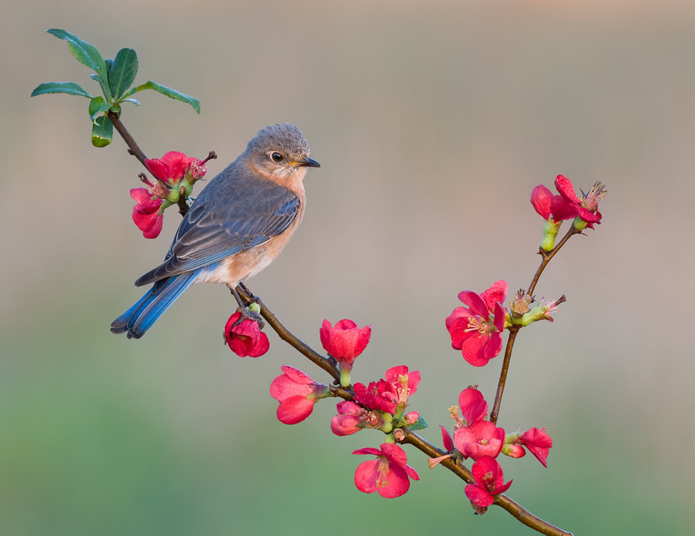 Interview With Canadian Nature Photographer Missy Mandel