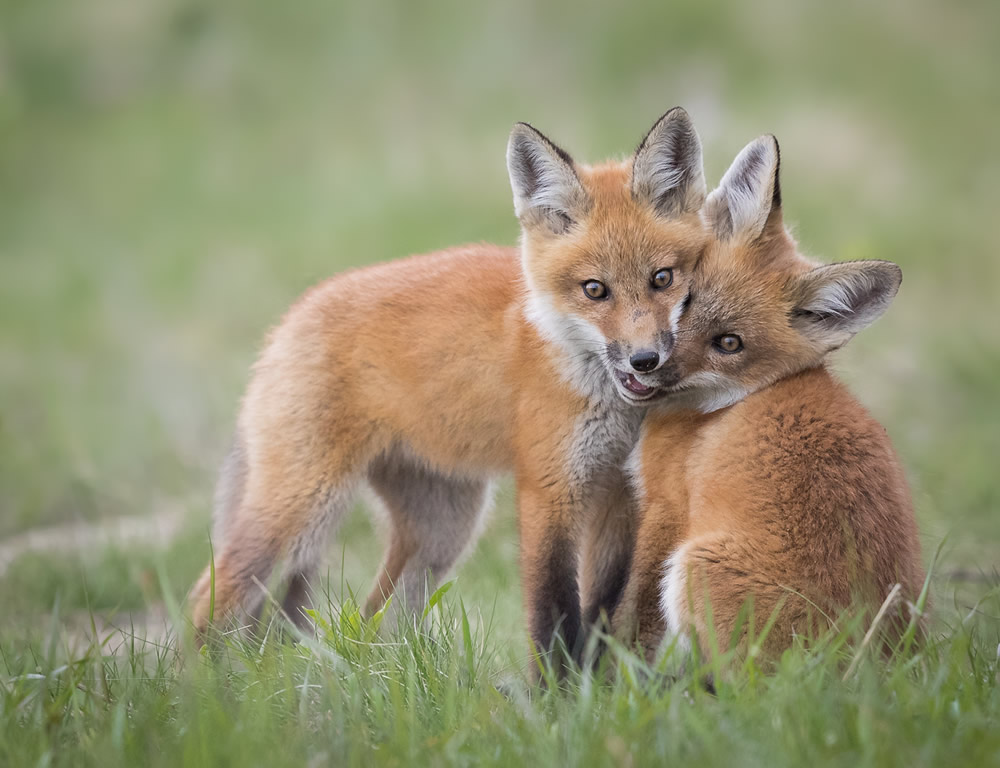 Interview With Canadian Nature Photographer Missy Mandel