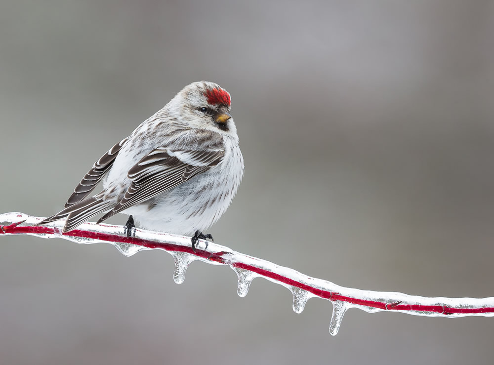 Interview With Canadian Nature Photographer Missy Mandel