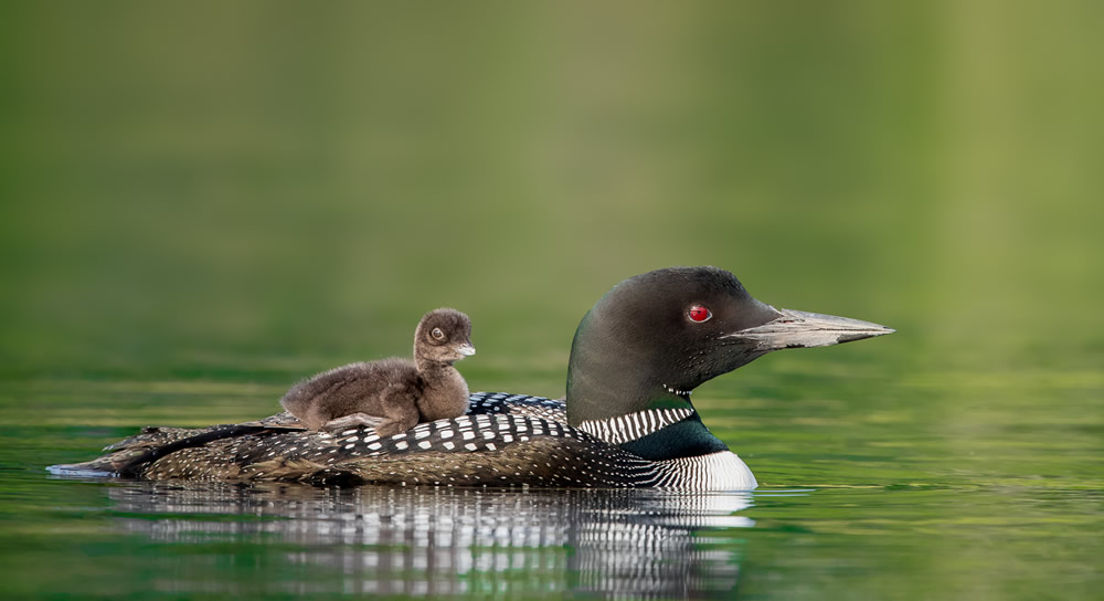 Interview With Canadian Nature Photographer Missy Mandel