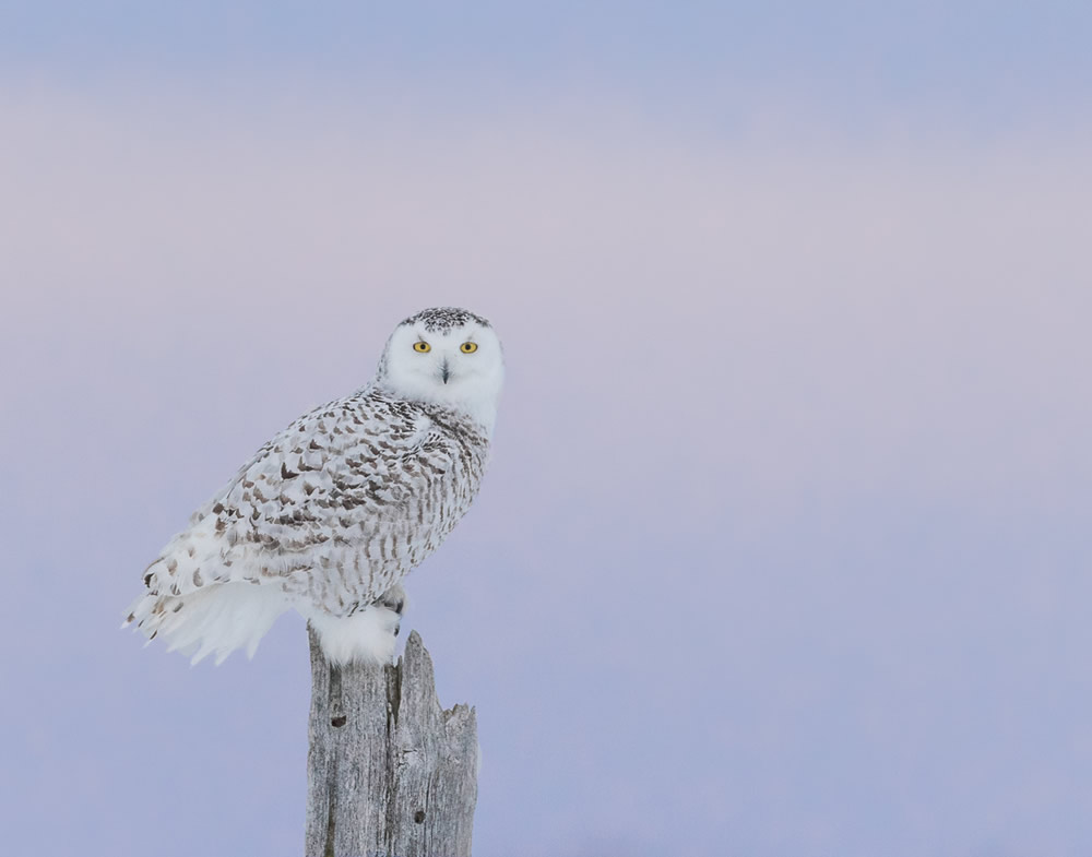 Interview With Canadian Nature Photographer Missy Mandel