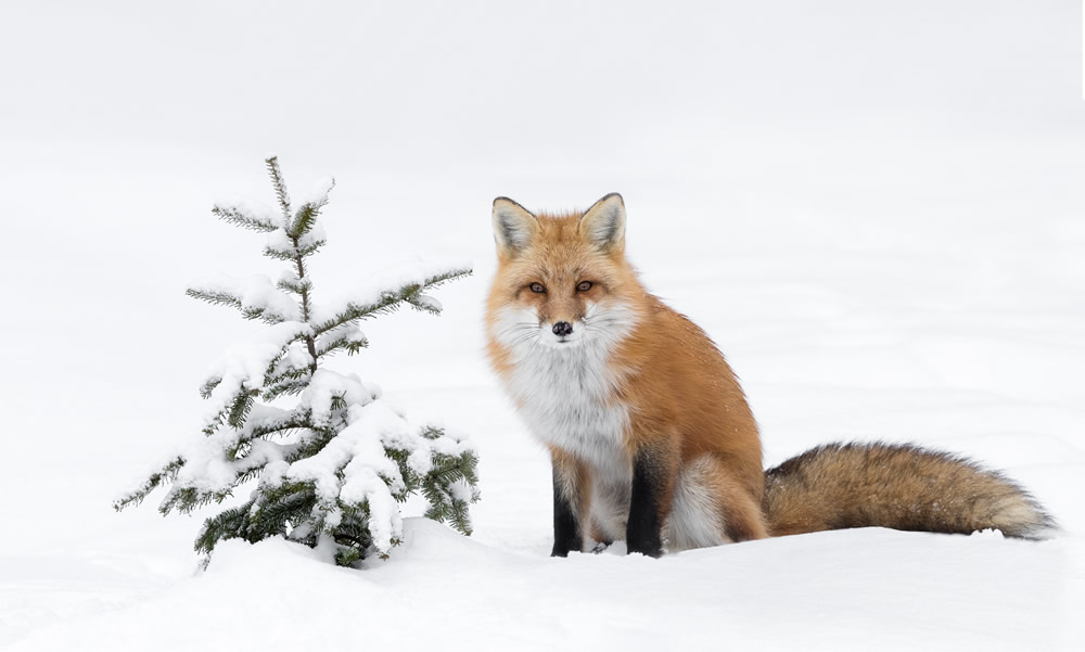 Interview With Canadian Nature Photographer Missy Mandel