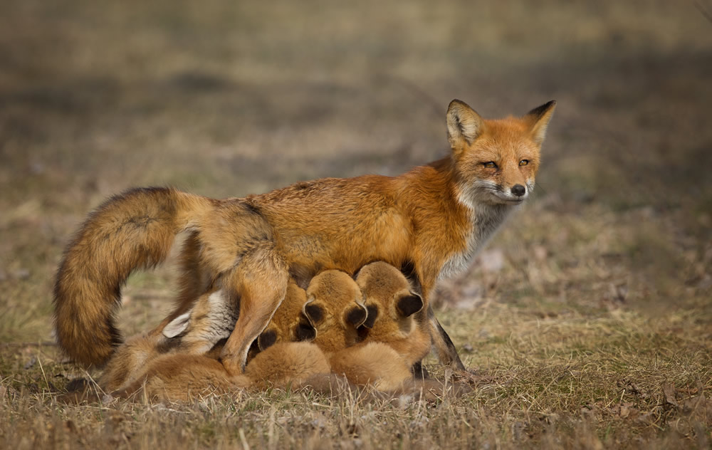 Interview With Canadian Nature Photographer Missy Mandel