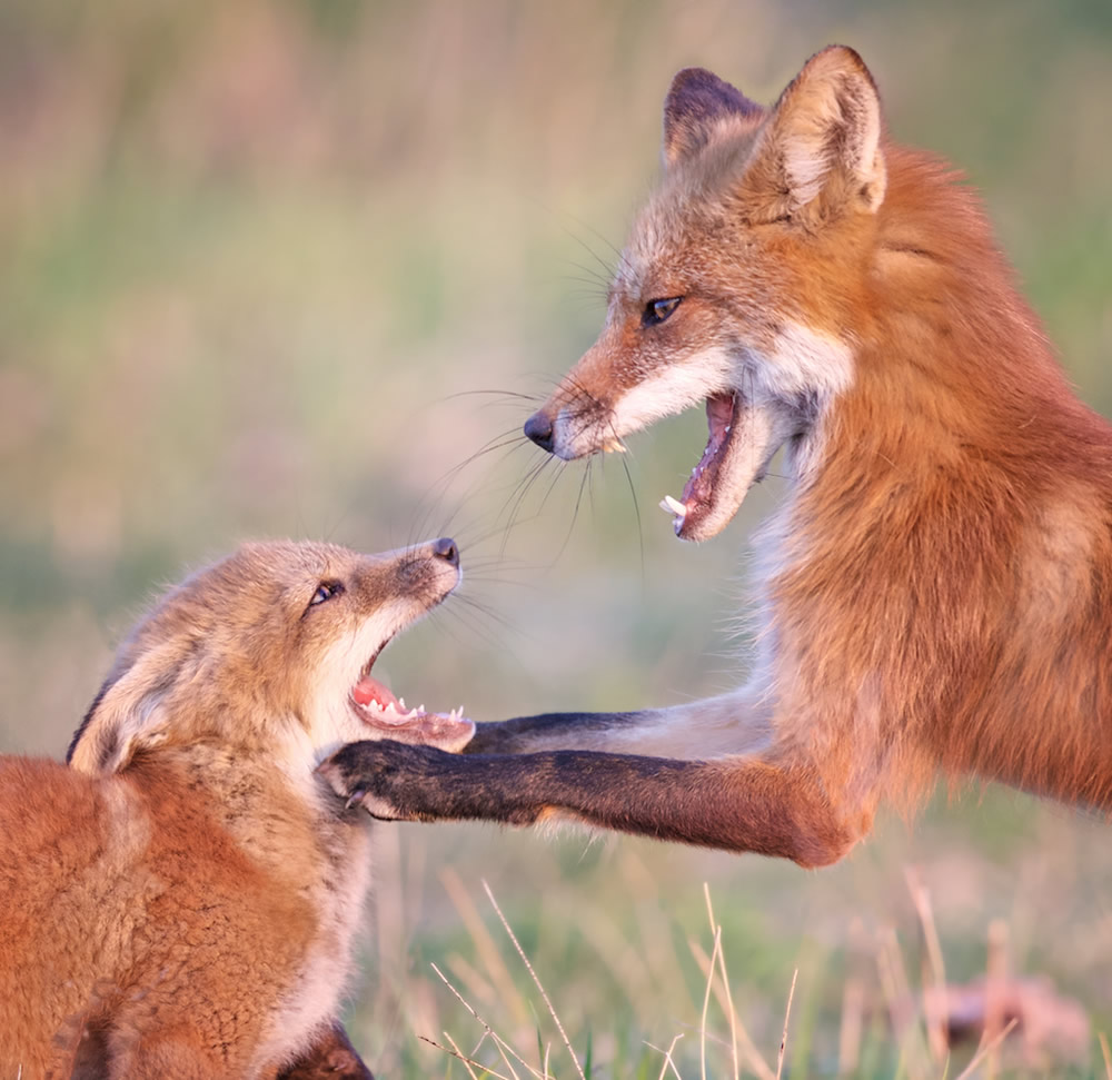 Interview With Canadian Nature Photographer Missy Mandel