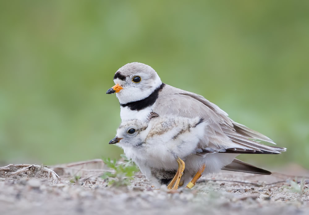 Interview With Canadian Nature Photographer Missy Mandel