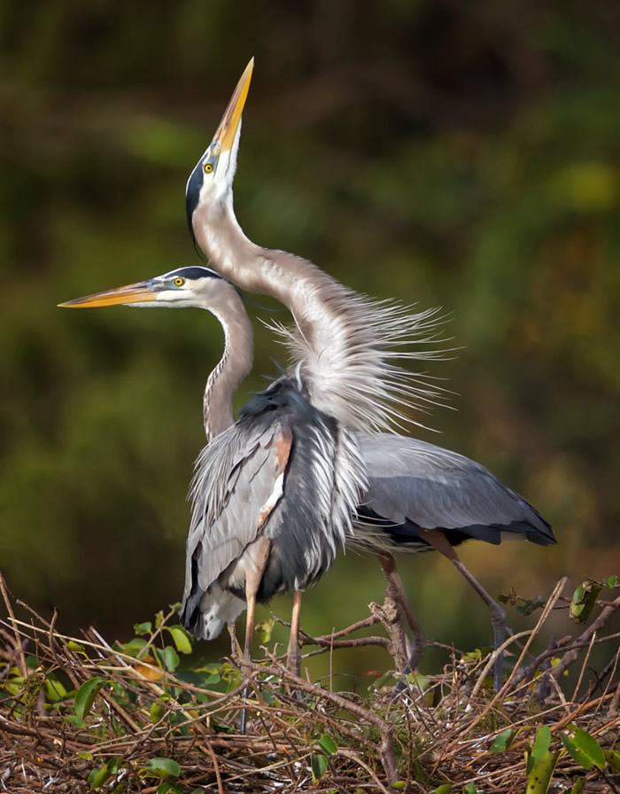 Interview With Canadian Nature Photographer Missy Mandel