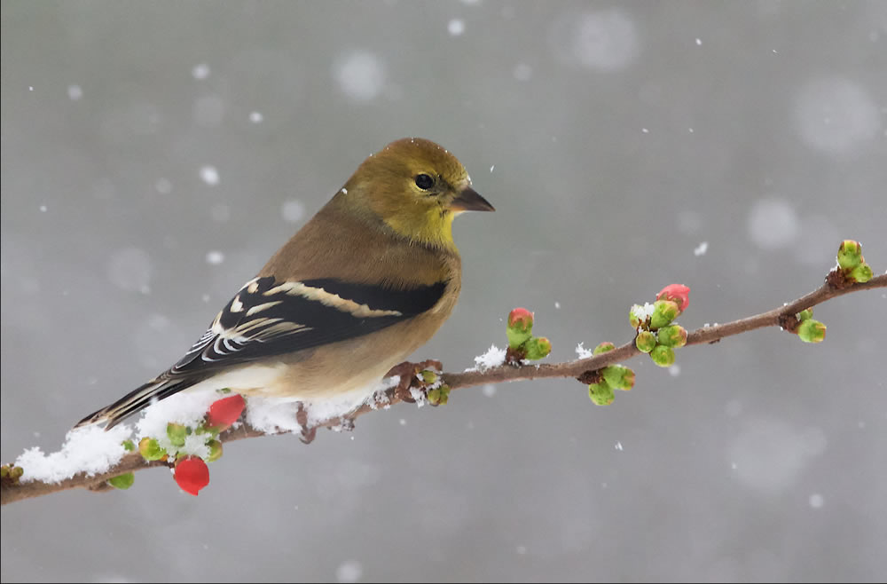 Interview With Canadian Nature Photographer Missy Mandel