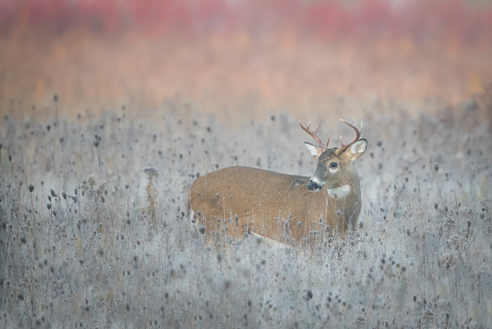 Interview With Canadian Nature Photographer Missy Mandel