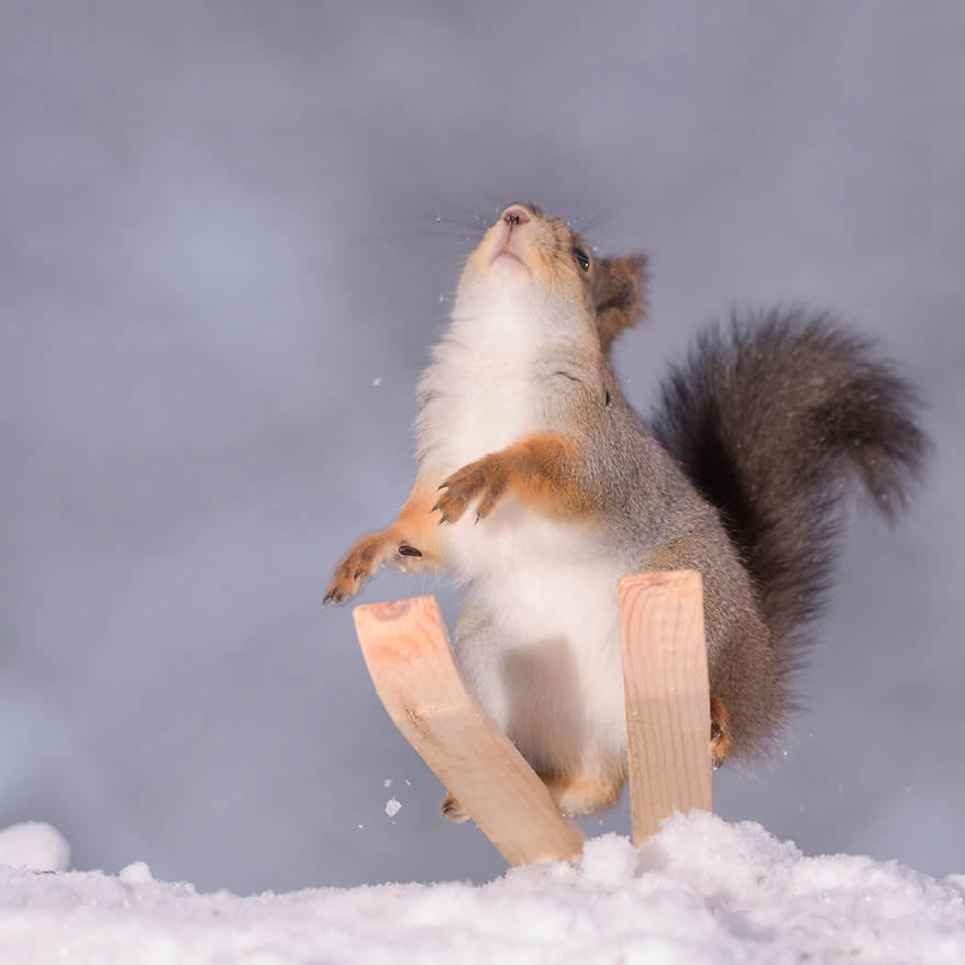 Squirrel Winter Olympics: Most Beautiful Photo Series By Geert Weggen