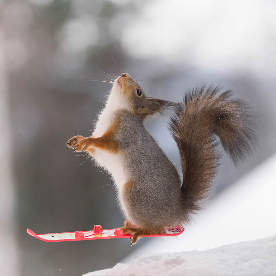Squirrel Winter Olympics: Most Beautiful Photo Series By Geert Weggen