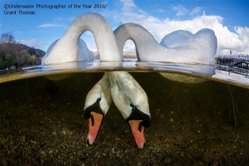 Stunning Winning Images Of Under Water Photographer Of The Year 2018