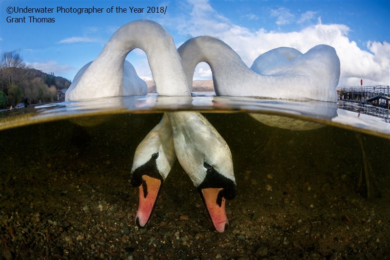 British Underwater Photographer of the Year 'Love Birds' - Grant Thomas