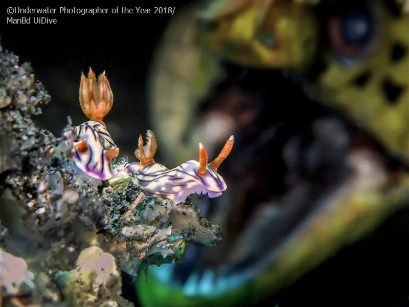 Up & Coming Underwater Photographer of the Year 'ROAR' - Man BD