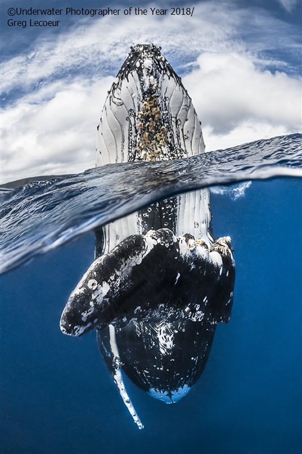 Wide Angle - Winner 'Humpback whale spy hopping' - Greg Lecoeur