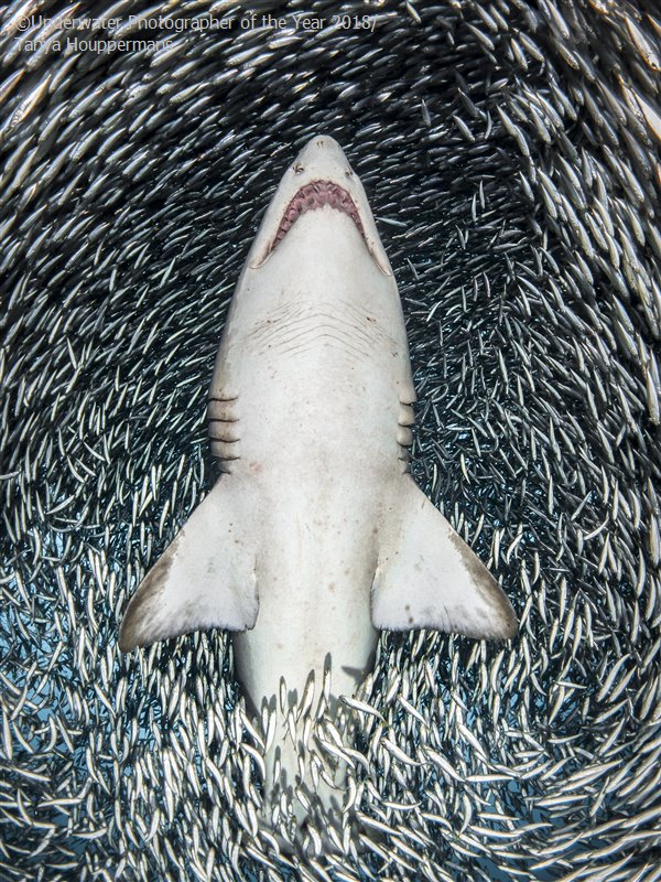 Portrait - Winner 'A sand tiger shark surrounded by tiny bait fish' - Tanya Houppermans
